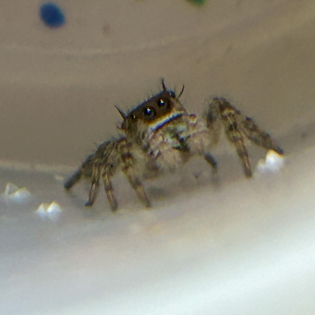 Northern canopy jumper sling (Phidippus otiosus)