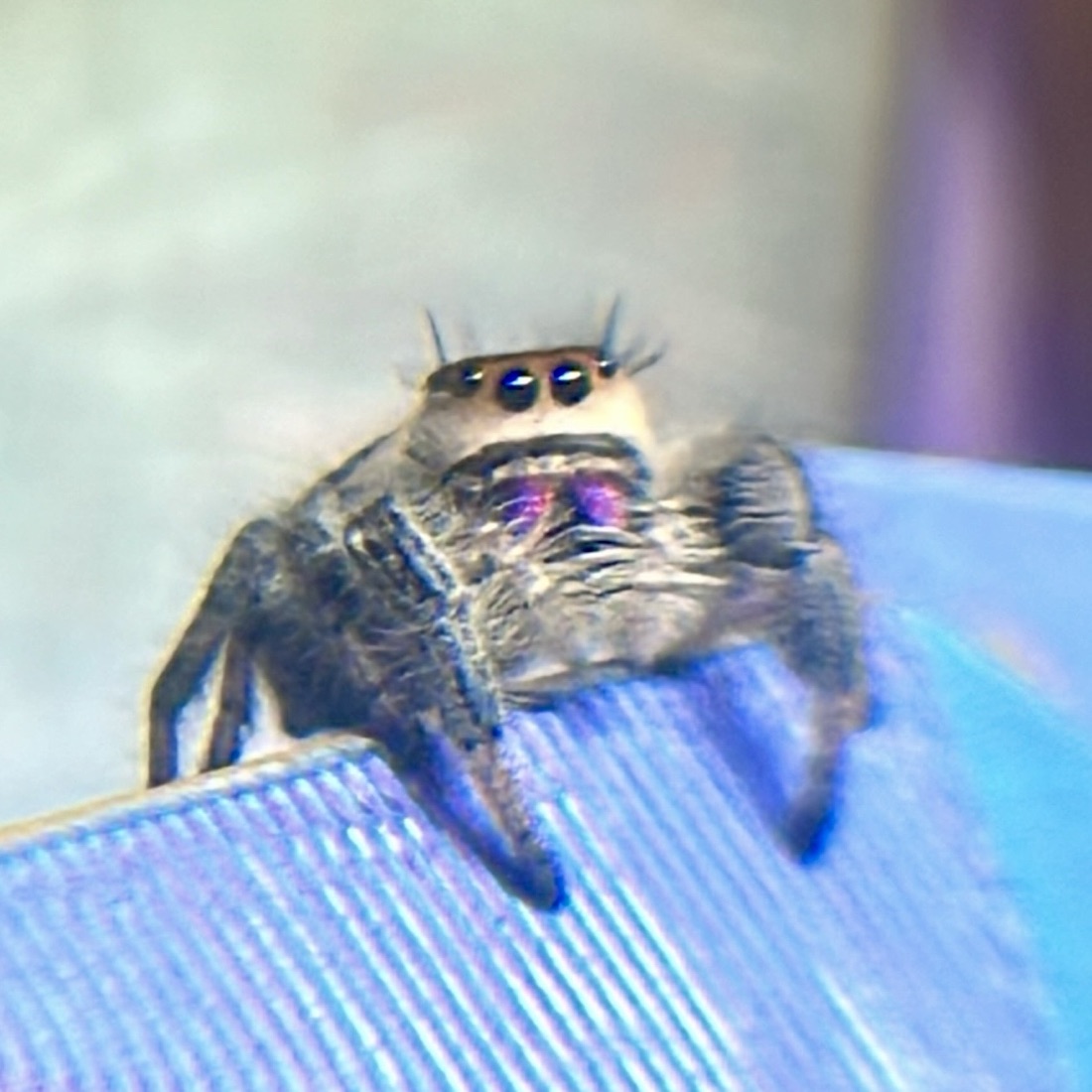 Iris — subadult female regal jumper (Phidippus regius)