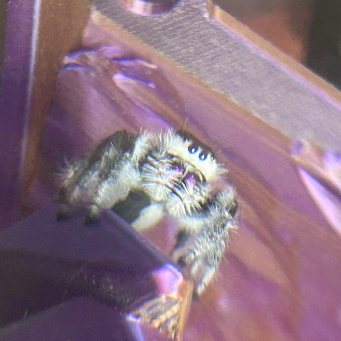 Mango — subadult female regal jumper (Phidippus regius)