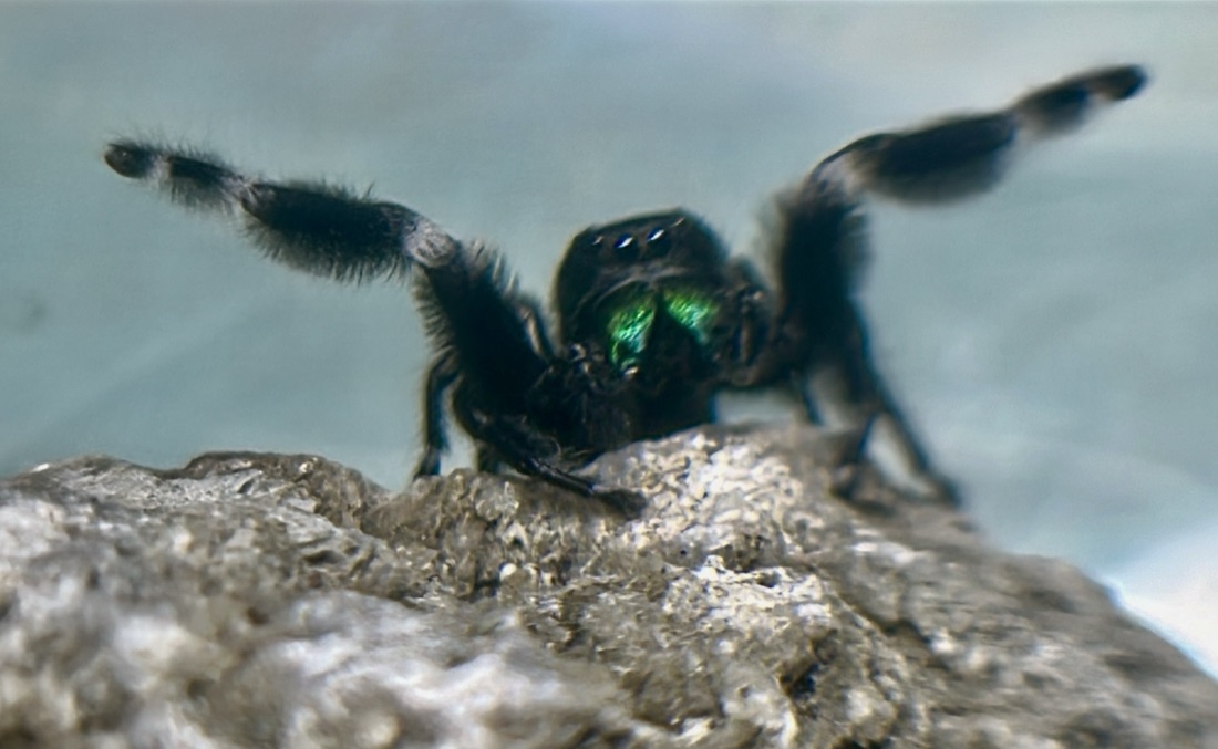 Adult male regal jumper (Phidippus regius)
