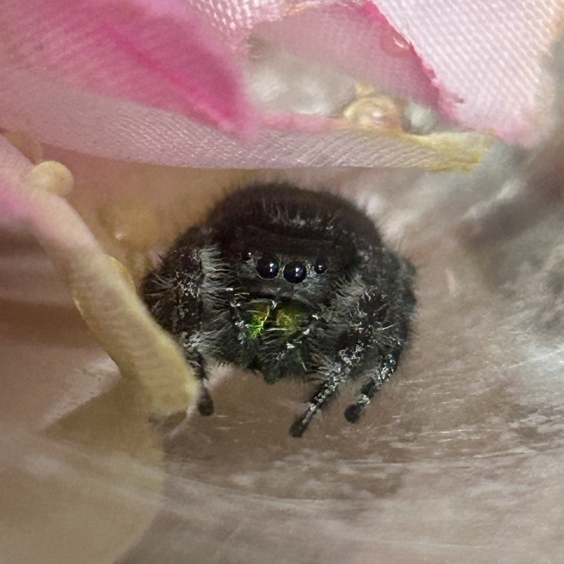 Cleo, a Phidippus audax female