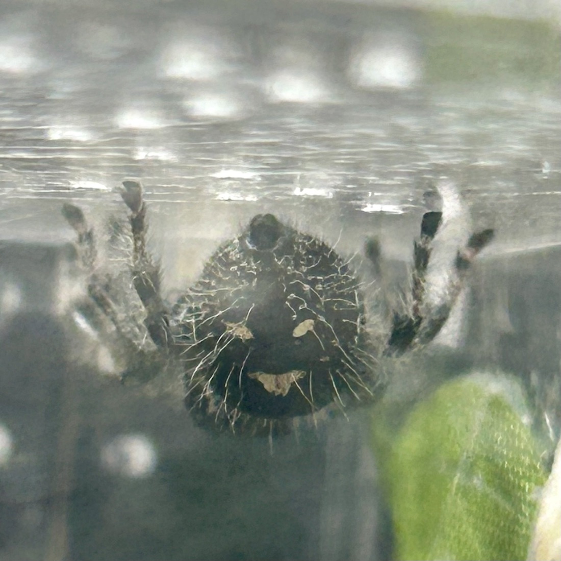Colette, a Phidippus regius female