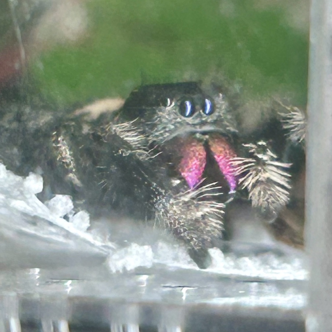 Delight, a Phidippus regius female
