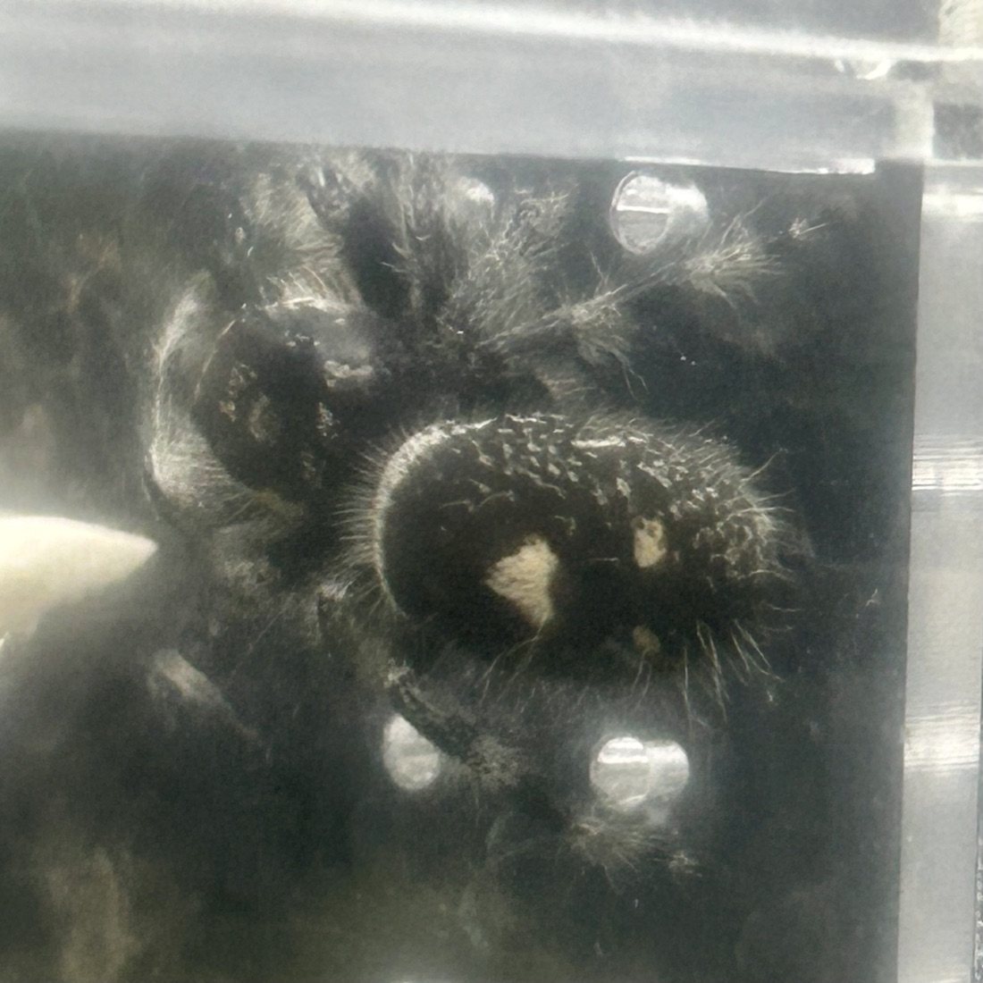 Demure, a Phidippus regius female