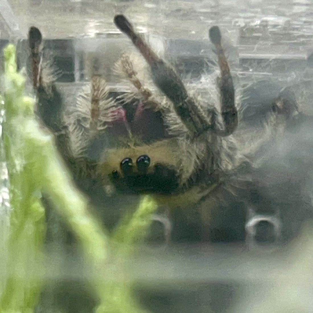 Devine, a Phidippus regius female