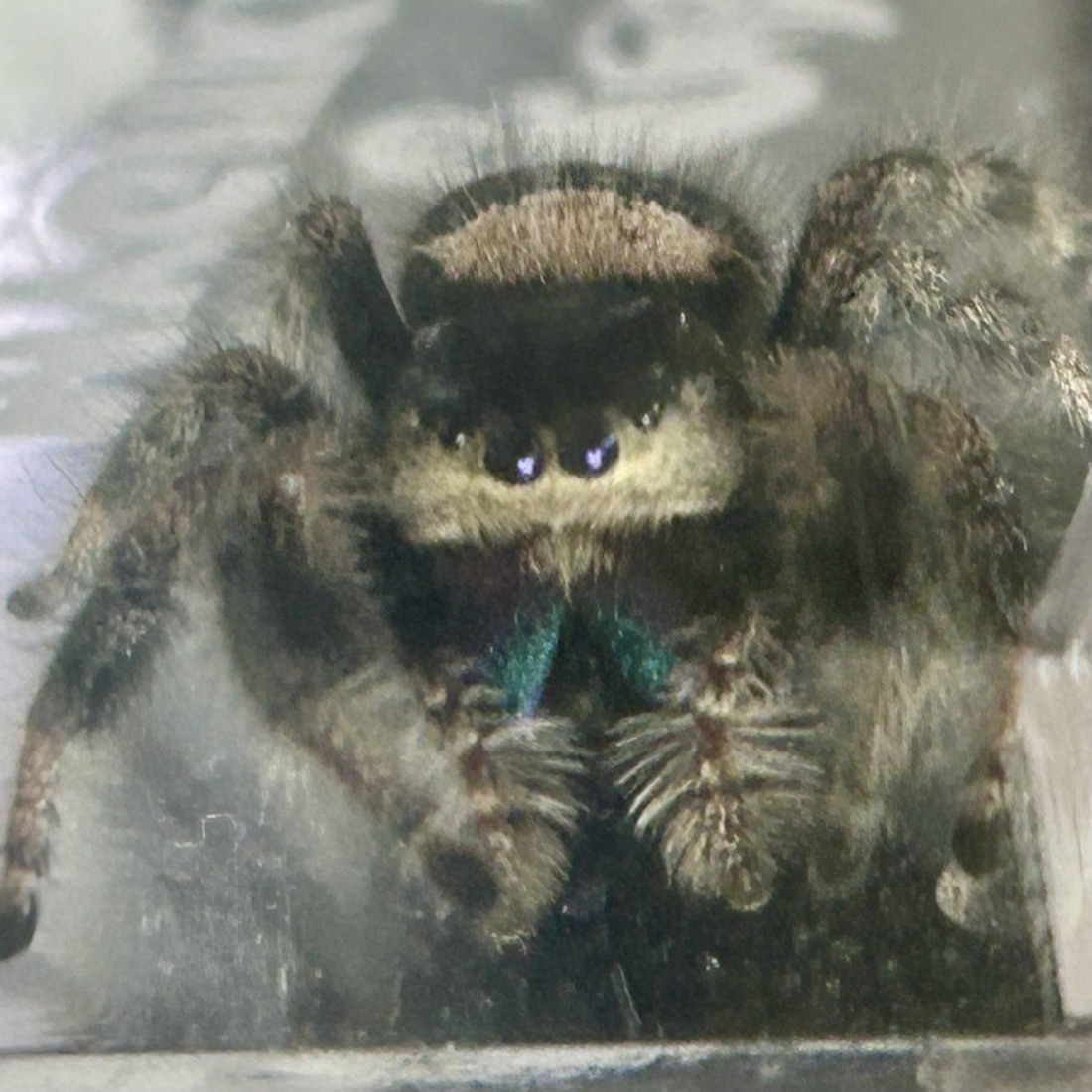 Dove, a Phidippus regius female