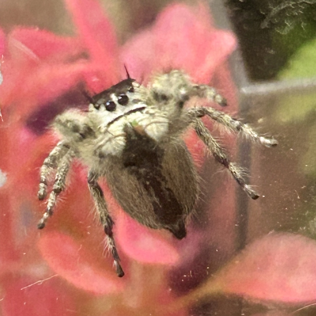 Fern, a Phidippus otiosus female