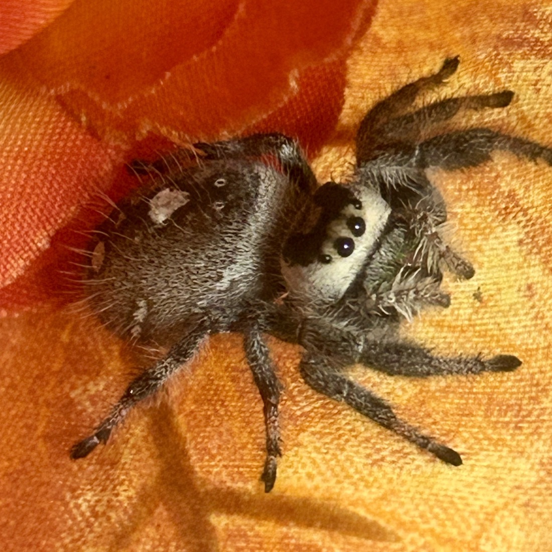 Inca, a Phidippus regius female