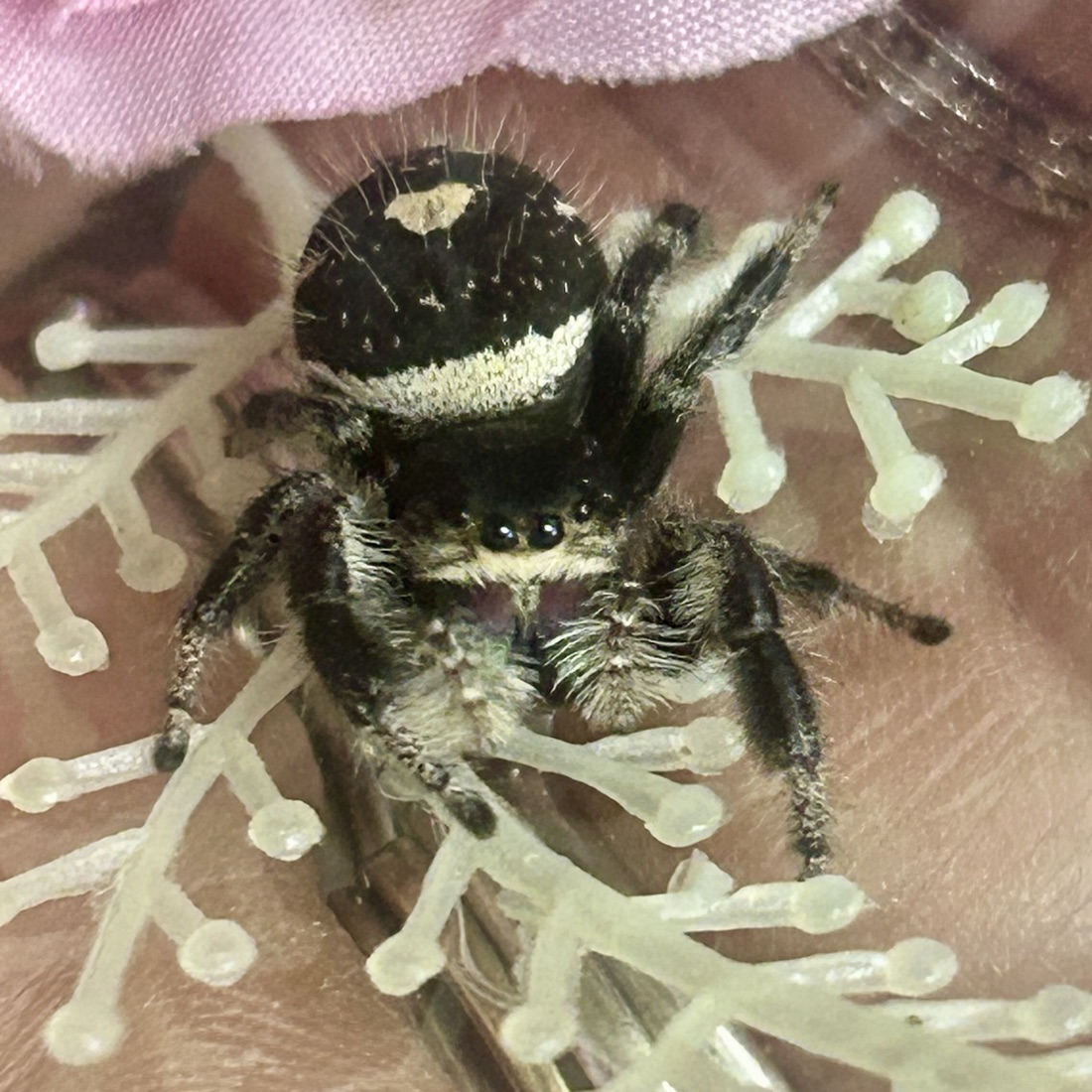 Latte, a Phidippus regius female
