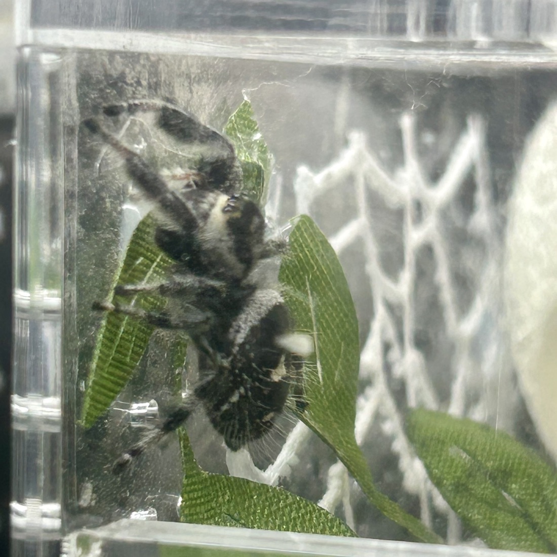 Lush, a Phidippus regius female